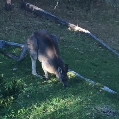 Macropus giganteus (Eastern Grey Kangaroo) at Tathra Public School - 19 Aug 2019 by Oskar