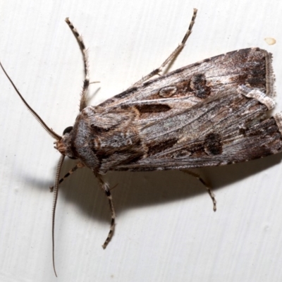 Agrotis munda (Brown Cutworm) at Ainslie, ACT - 18 Aug 2019 by jb2602