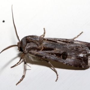 Agrotis munda at Ainslie, ACT - 18 Aug 2019