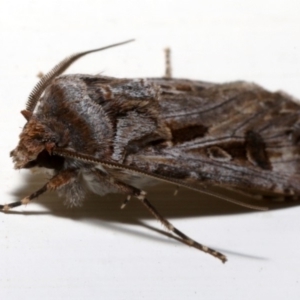 Agrotis munda at Ainslie, ACT - 18 Aug 2019