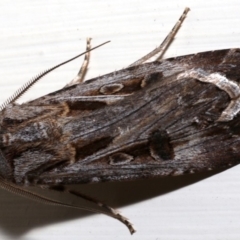 Agrotis munda at Ainslie, ACT - 18 Aug 2019