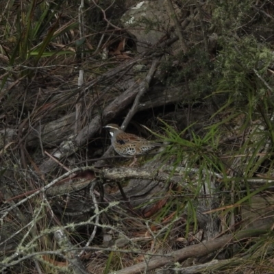 Cinclosoma punctatum (Spotted Quail-thrush) at Bemboka, NSW - 16 Aug 2019 by YumiCallaway