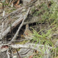 Cinclosoma punctatum at Bemboka, NSW - suppressed