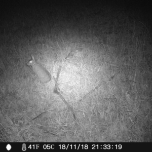 Oryctolagus cuniculus at Wingecarribee Local Government Area - 18 Nov 2018 09:33 PM