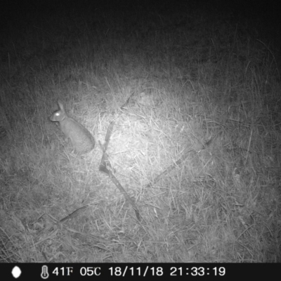 Oryctolagus cuniculus (European Rabbit) at Wingecarribee Local Government Area - 18 Nov 2018 by Margot