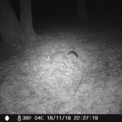 Trichosurus vulpecula (Common Brushtail Possum) at Exeter - 18 Nov 2018 by Margot