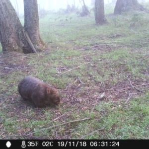 Vombatus ursinus at Wingecarribee Local Government Area - 19 Nov 2018 06:31 AM