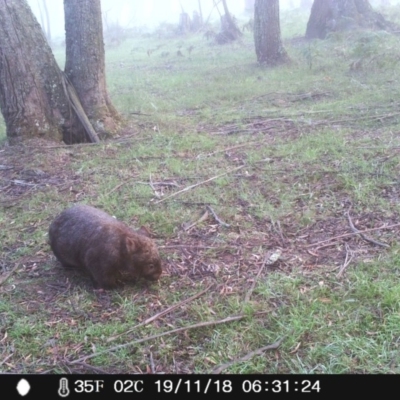 Vombatus ursinus (Common wombat, Bare-nosed Wombat) at Wingecarribee Local Government Area - 19 Nov 2018 by Margot