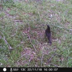 Strepera graculina (Pied Currawong) at Wingecarribee Local Government Area - 22 Nov 2018 by Margot