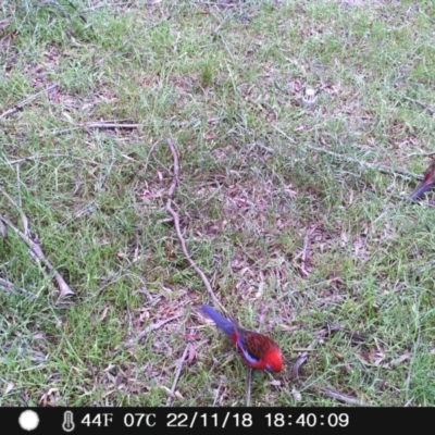 Platycercus elegans (Crimson Rosella) at Wingecarribee Local Government Area - 22 Nov 2018 by Margot