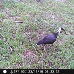 Threskiornis spinicollis (Straw-necked Ibis) at Wingecarribee Local Government Area - 23 Nov 2018 by Margot