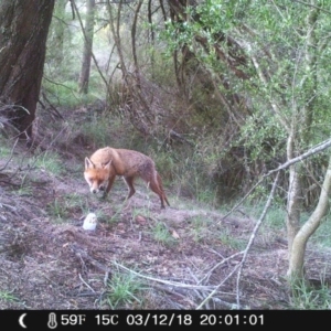 Vulpes vulpes at Wingecarribee Local Government Area - 3 Dec 2018 08:01 PM