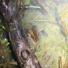 Crinia signifera (Common Eastern Froglet) at Bruce Ridge - 15 Aug 2019 by AndrewCB