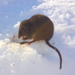 Antechinus mimetes mimetes at Kosciuszko National Park, NSW - 17 Aug 2019 02:18 PM