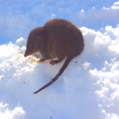 Antechinus mimetes mimetes at Kosciuszko National Park, NSW - 17 Aug 2019 02:18 PM