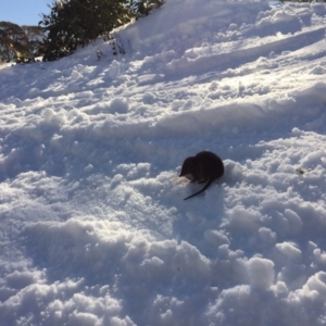 Antechinus mimetes mimetes at Kosciuszko National Park, NSW - 17 Aug 2019 02:18 PM