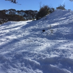 Antechinus mimetes mimetes at Kosciuszko National Park, NSW - 17 Aug 2019 02:18 PM