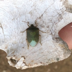 Nezara viridula at Stromlo, ACT - 18 Aug 2019 04:42 PM