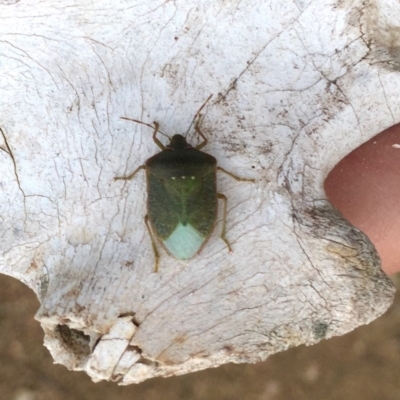 Nezara viridula (Green vegetable bug) at Stromlo, ACT - 18 Aug 2019 by AndrewCB