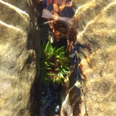 Aulactinia veratra (Anemone) at Batemans Marine Park - 11 Aug 2019 by AndrewCB