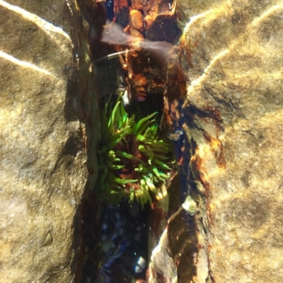 Aulactinia veratra (Anemone) at Batemans Marine Park - 11 Aug 2019 by AndrewCB