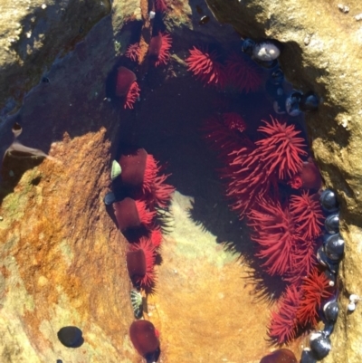 Actinia tenebrosa (Red Waratah Anemone) at Murramarang National Park - 11 Aug 2019 by AndrewCB