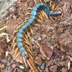 Ethmostigmus rubripes (Giant centipede) at Stromlo, ACT - 27 Jul 2019 by AndrewCB