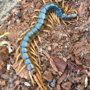 Ethmostigmus rubripes at Stromlo, ACT - 27 Jul 2019