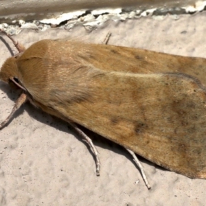 Helicoverpa punctigera at Ainslie, ACT - 19 Aug 2019