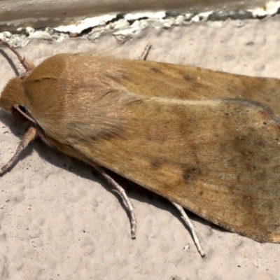 Helicoverpa punctigera (Native Budworm) at Ainslie, ACT - 19 Aug 2019 by jb2602