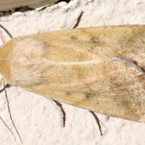 Helicoverpa punctigera at Ainslie, ACT - 19 Aug 2019 08:43 AM