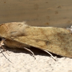 Helicoverpa punctigera at Ainslie, ACT - 19 Aug 2019