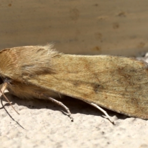 Helicoverpa punctigera at Ainslie, ACT - 19 Aug 2019