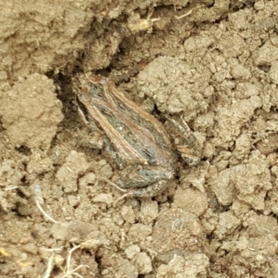 Crinia signifera (Common Eastern Froglet) at Mount Majura - 18 Aug 2019 by waltraud