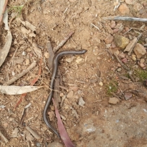 Hemiergis talbingoensis at Hackett, ACT - 18 Aug 2019 02:20 PM