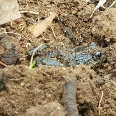 Limnodynastes tasmaniensis (Spotted Grass Frog) at Mount Majura - 18 Aug 2019 by waltraud