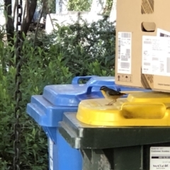 Pardalotus punctatus (Spotted Pardalote) at Acton, ACT - 20 Aug 2019 by TimYiu