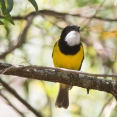 Pachycephala pectoralis (Golden Whistler) at Fitzroy Falls - 10 Dec 2015 by NigeHartley