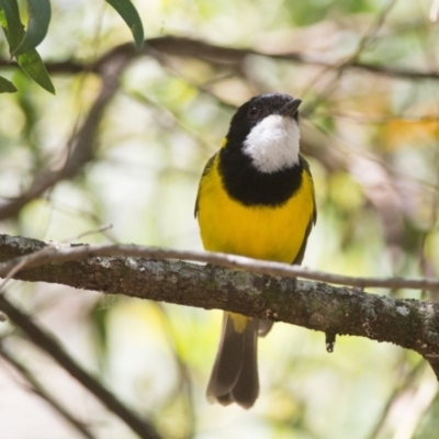 Pachycephala pectoralis (Golden Whistler) at Fitzroy Falls - 10 Dec 2015 by NigeHartley