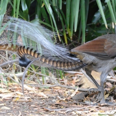 Menura novaehollandiae (Superb Lyrebird) at Morton National Park - 10 Dec 2015 by NigeHartley