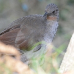 Menura novaehollandiae at Fitzroy Falls - 10 Dec 2015 04:02 PM