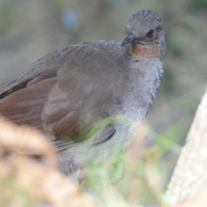 Menura novaehollandiae at Fitzroy Falls - 10 Dec 2015