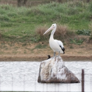 Pelecanus conspicillatus at Moss Vale, NSW - 20 Mar 2018