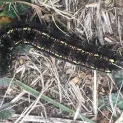 Apina callisto (Pasture Day Moth) at Dunlop, ACT - 18 Aug 2019 by Dibble