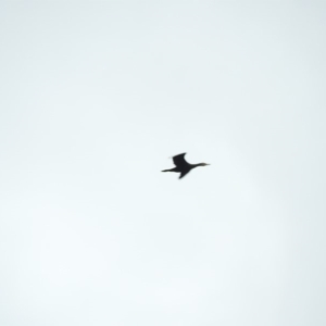 Phalacrocorax carbo at Bega, NSW - 17 Aug 2019