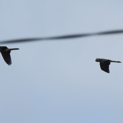 Zanda funerea (Yellow-tailed Black-Cockatoo) at Bega, NSW - 16 Aug 2019 by RyuCallaway