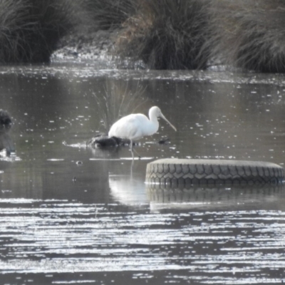 Platalea flavipes (Yellow-billed Spoonbill) at Bega, NSW - 17 Aug 2019 by ArcherCallaway