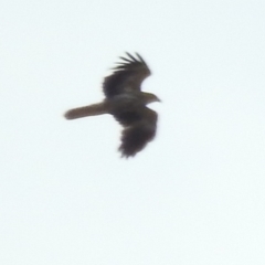 Haliastur sphenurus (Whistling Kite) at Bega, NSW - 17 Aug 2019 by ArcherCallaway