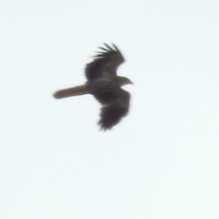 Haliastur sphenurus (Whistling Kite) at Bega, NSW - 16 Aug 2019 by RyuCallaway