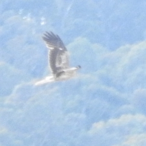 Haliastur sphenurus at Bega, NSW - 17 Aug 2019 08:30 AM